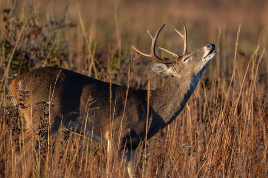 Harnessing Nature's Scent: The Art and Science of Deer Urine Hunting Attractants - Tactical VAPOR