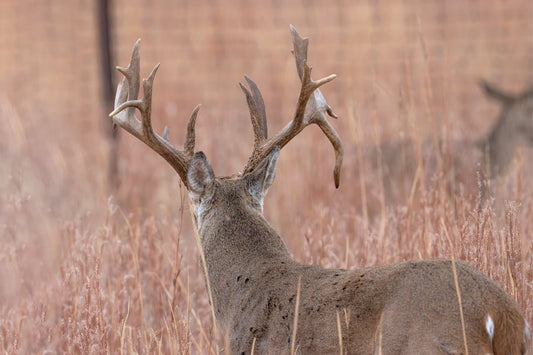 Scenting Success: How Urine Hunting Attractants Elevate Trophy Bowhunting - Tactical VAPOR